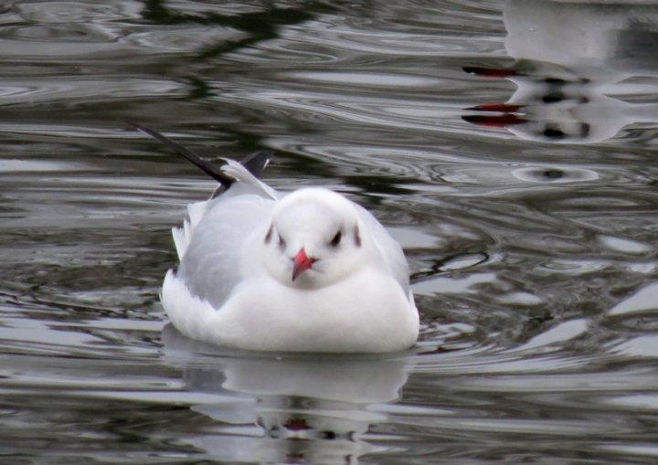 seagull-reflection